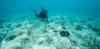 coral reef bleaching