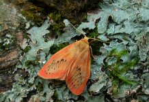 Predicting the movement of species with computer simulations Species Movement