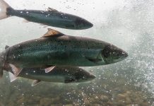 Atlantic salmon performance