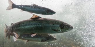 Atlantic salmon performance