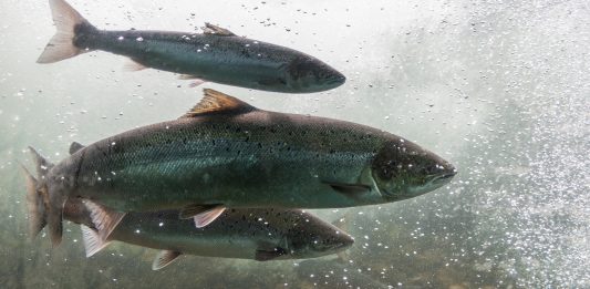 Atlantic salmon performance