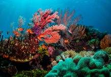 monitoring coral reef health