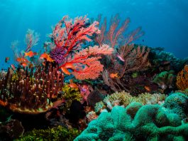 monitoring coral reef health