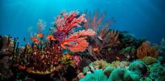 monitoring coral reef health