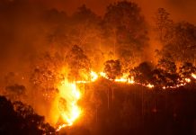 Climate change could have devastating effects on forests’ carbon uptake forests