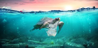 Biodegradable packaging