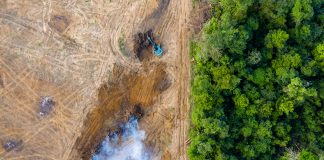 tropical deforestation