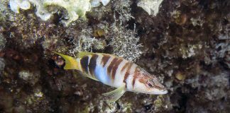 marine protected areas