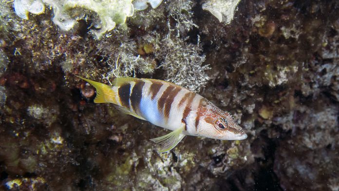 marine protected areas