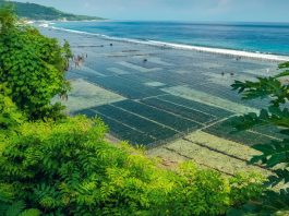 algae farms