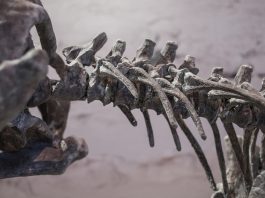 What can palaeontology teach us about human anatomy?