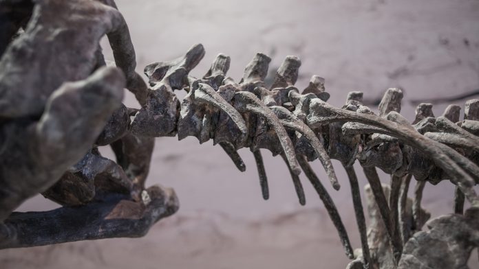 What can palaeontology teach us about human anatomy?