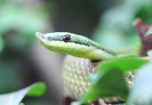 Flying snakes could help to design next-generation robotics flying snakes