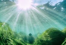 How do deep sea plants perform photosynthesis? Photosynthesis