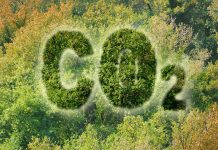 Carbon sequestration in UK woodlands twice as high as expected carbon sequestration