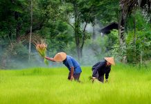 New project utilises biomass for affordable energy biomass