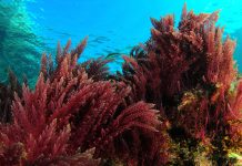 Ocean algae more resilient to future climate change algae