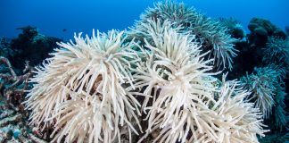 Coral bleaching
