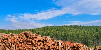 logged forests are a carbon source