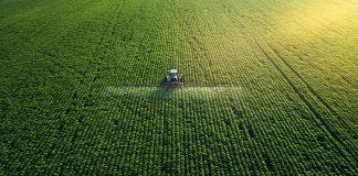 Intercropping systems