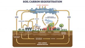 carbon sequestration