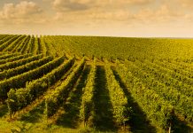 Wine’s potential to drive Green Deal goals and the circular economy circular economy