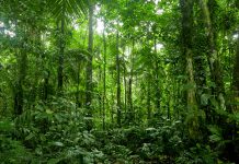 Carbon sink vulnerability of recovering forests highlighted in new study carbon sink
