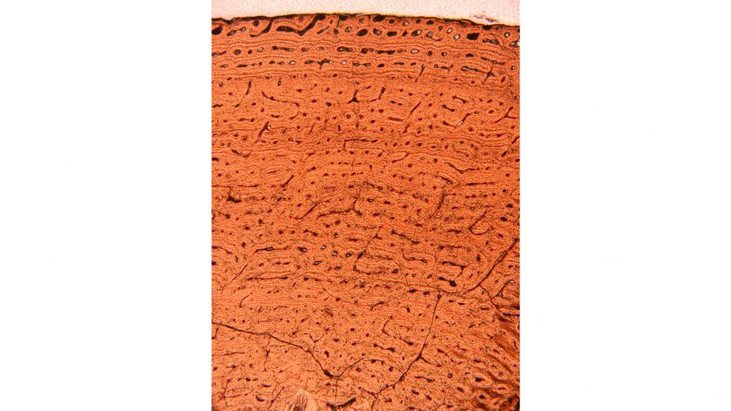 Can studying bone microstructure solve the fossilisation mystery?