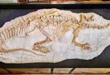 Can studying bone microstructure solve the fossilisation mystery? fossil bone microstructure