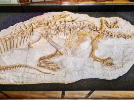 fossil bone microstructure