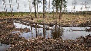 Concept of deforestation and biodiversity loss