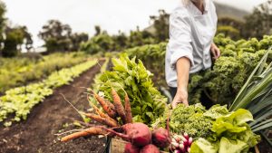 chef harvesting fresh vegetables in an agricultural field. Self-sustainable female chef arranging a variety of freshly picked produce into a crate on an organic farm