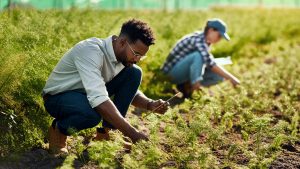 green farming