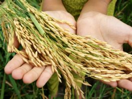 Global food security concept: hand with sheaf of paddy on Asia rice field