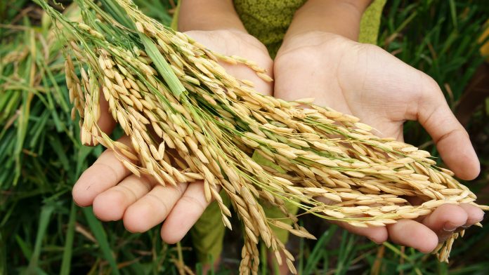 Global food security concept: hand with sheaf of paddy on Asia rice field