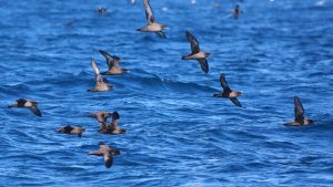 seabird populations
