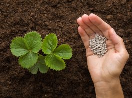 nitrogen fertilisers