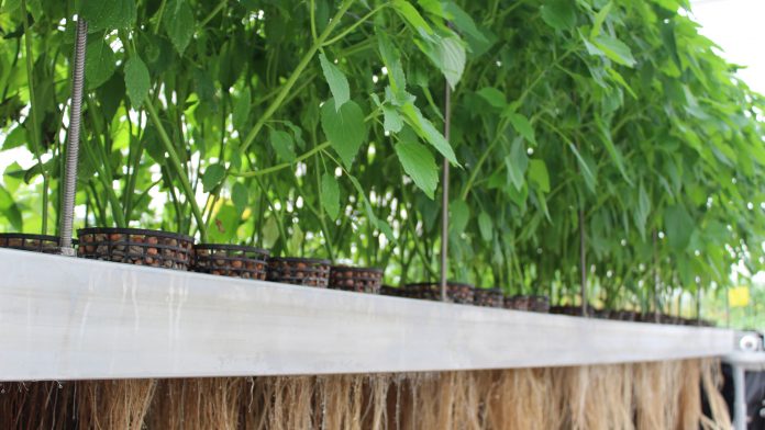 cosmetic ingredients