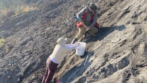 black shales, shales