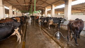 india's dairy industry