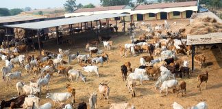 india's dairy industry