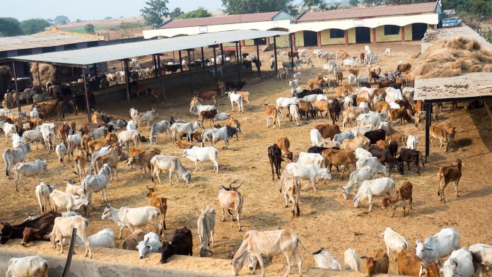 india's dairy industry