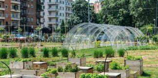 urban agriculture