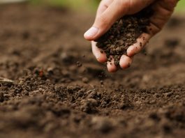 microbial inoculants