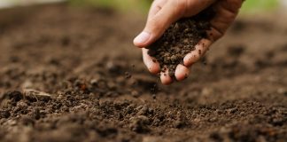 microbial inoculants