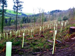 reforestation, climate change