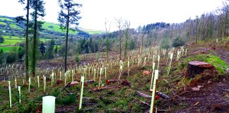 reforestation, climate change