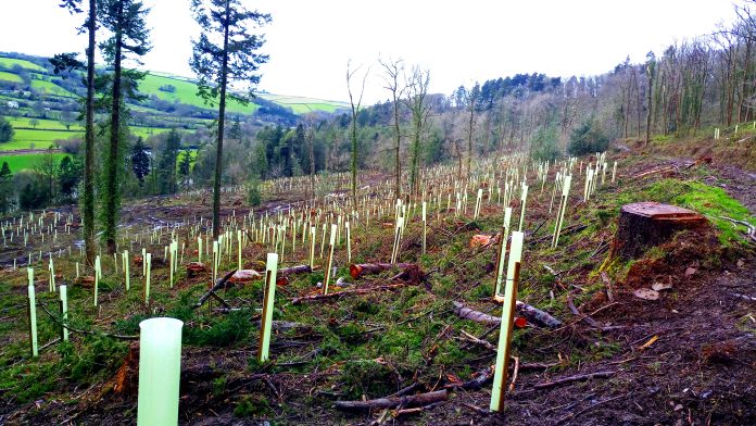 reforestation, climate change