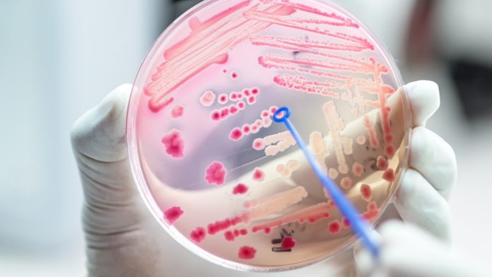 antibiotic-resistant bacteria