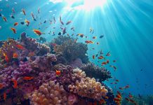 The EU FutureMARES project: Safeguarding marine biodiversity